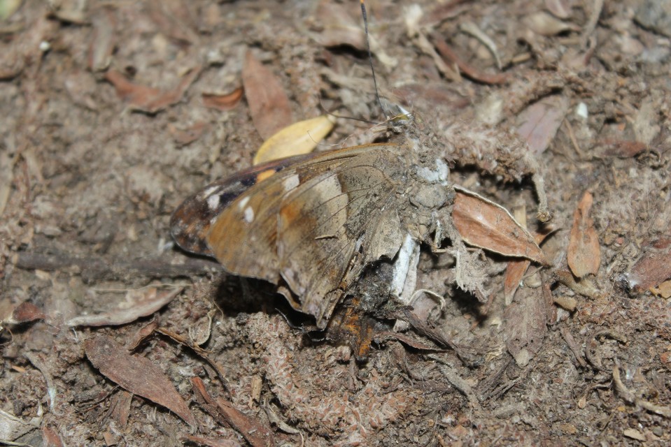 Apatura ilia - kis színjátszólepke