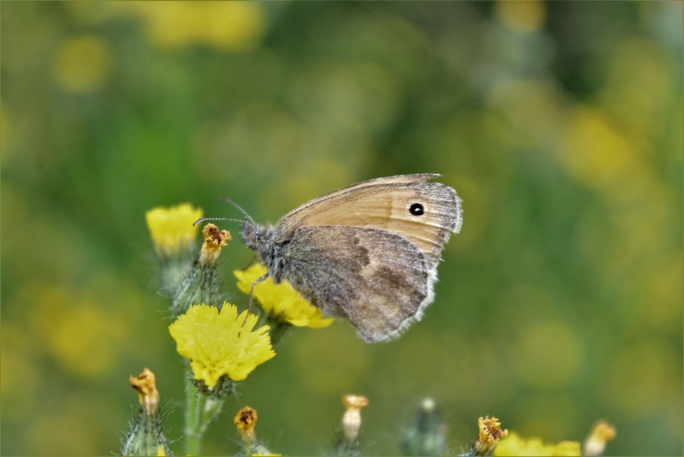Coenonympha pamphilus - kis szénalepke