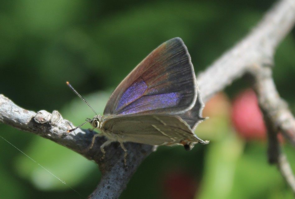 Neozephyrus quercus - tölgyfalepke