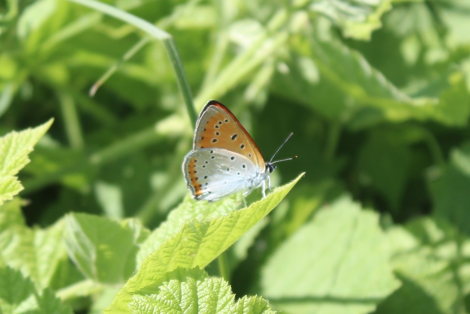 Lycaena dispar rutilus - nagy tűzlepke