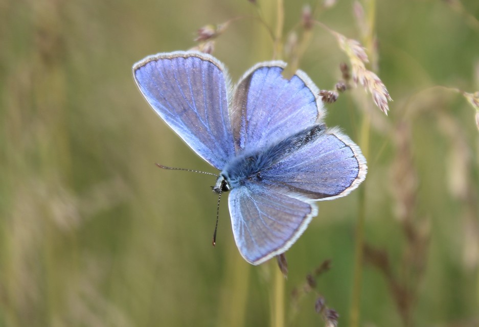 Polyommatus icarus - közönséges boglárka