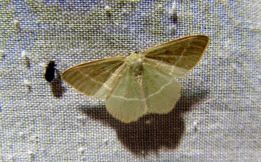 Chlorissa cloraria - sárgászöld araszoló