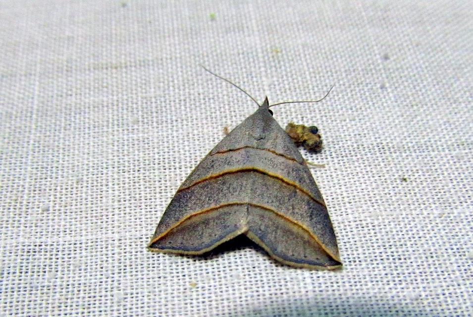 Colobochyla salicalis - háromsávos törpebagoly
