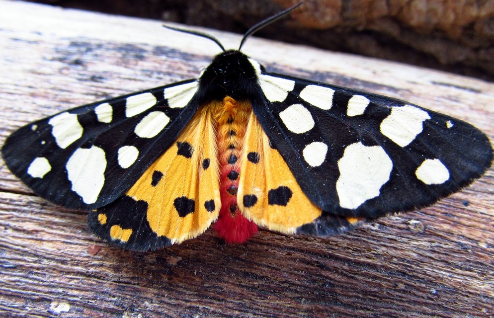Arctia villica - fekete medvelepke