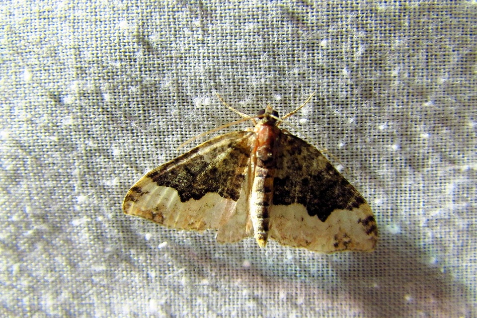Euphyia biangulata - szegletes tarkaaraszoló