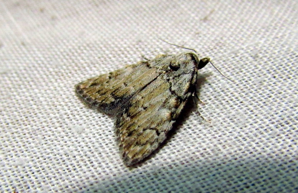 Meganola strigula - hamvas pamacsosszövő