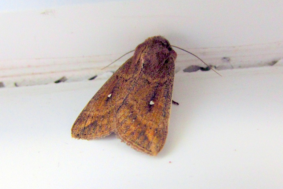 Mythimna albipuncta - fehérpettyes rétibagoly
