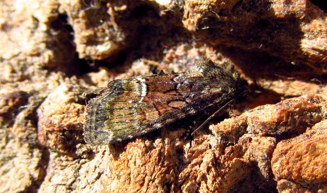 Oligia strigilis/latruncula/versicolor