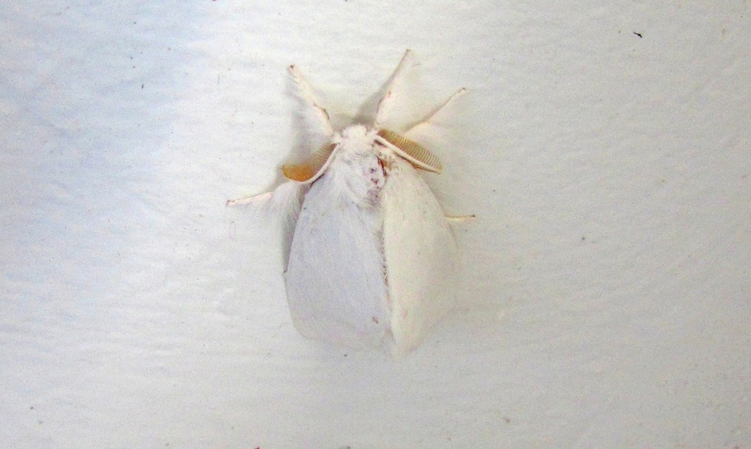 Sphrageidus similis - sárgafarú szövő