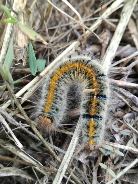 Lasiocampa trifolii - lóhereszövő