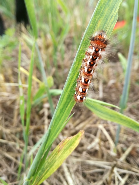 Acronicta rumicis - sóska-szigonyosbagoly