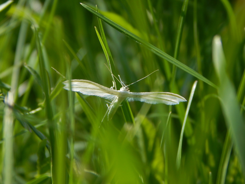 Pterophorus pentadactyla - fehér tollasmoly