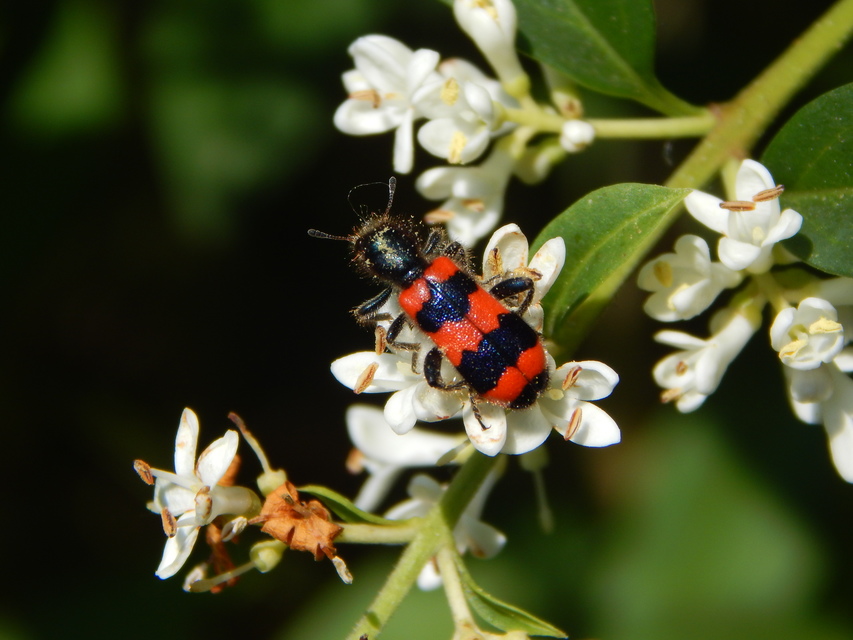Trichodes apiarius - szalagos méhészbogár