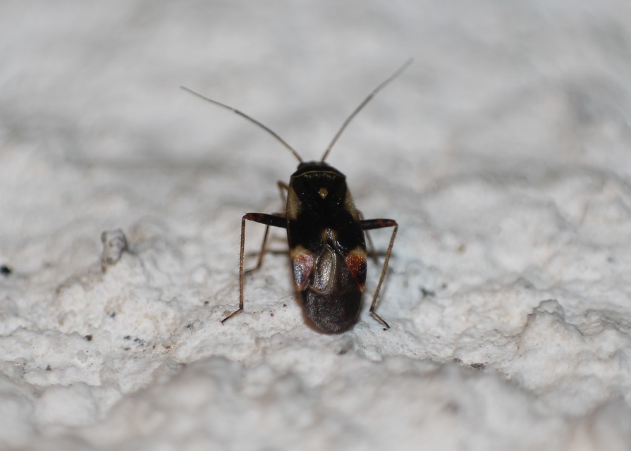 Polymerus Polymerus