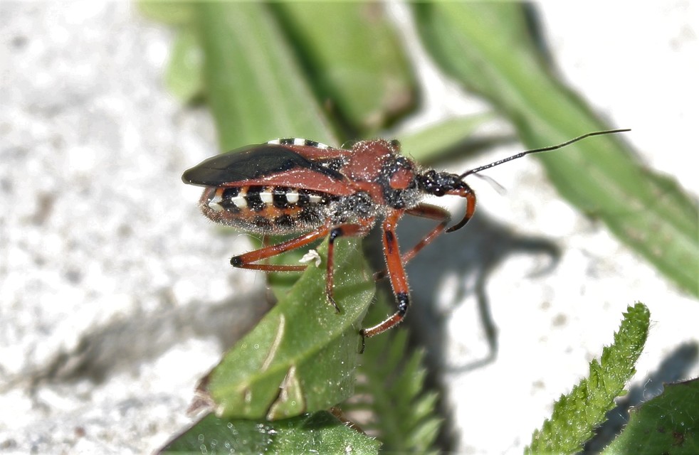 Rhynocoris iracundus - közönséges gyilkospoloska