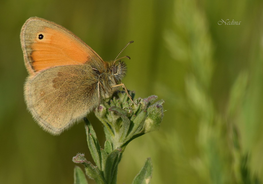 Coenonympha pamphilus - kis szénalepke