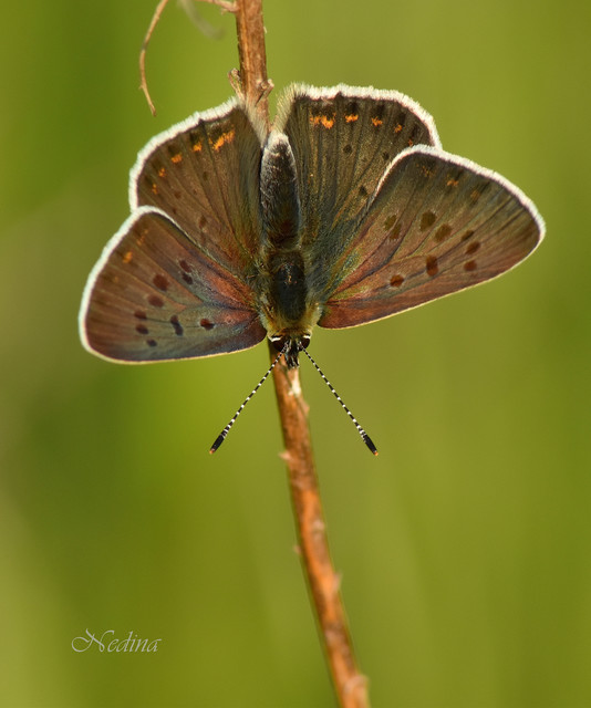 Lycaena tityrus - barna tűzlepke