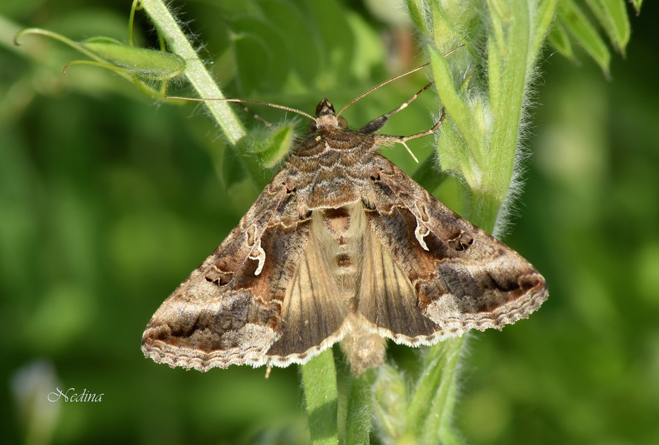 Autographa gamma - gammalepke