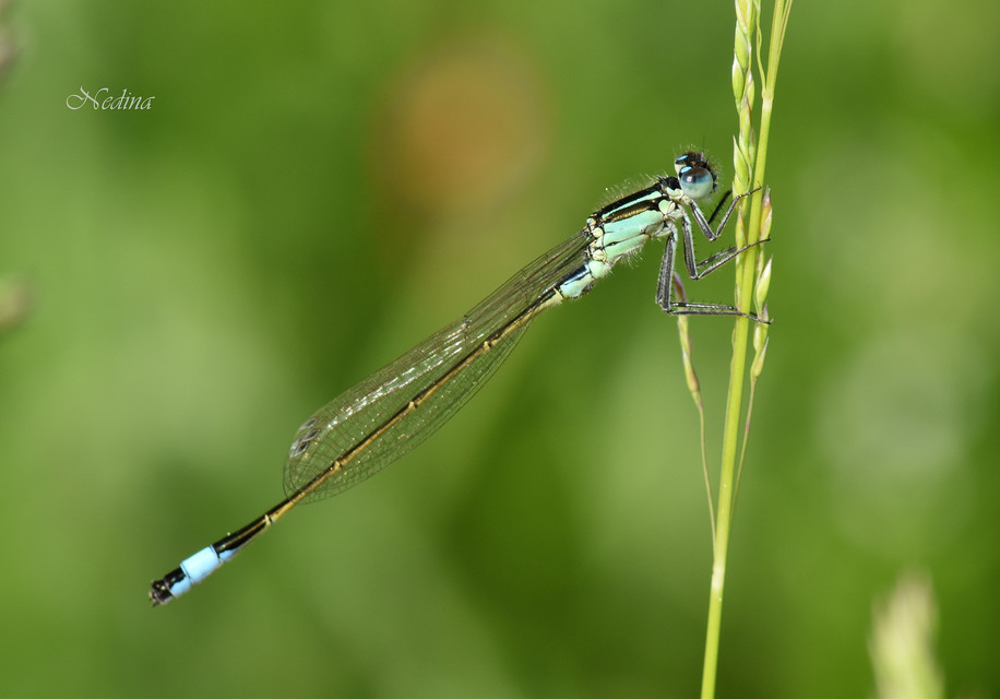 Ischnura elegans pontica - kéköves légivadász