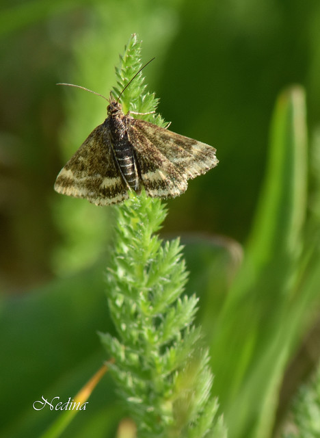 Pyrausta despicata - réti bíbormoly