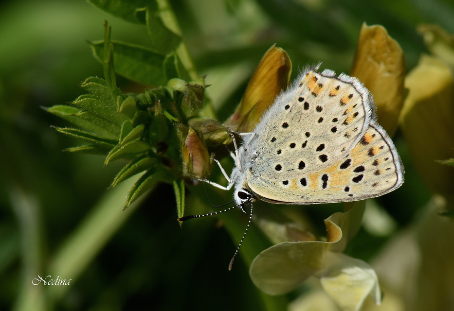 Lycaena tityrus - barna tűzlepke