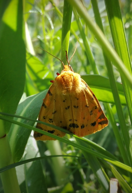Rhyparia purpurata - bíborszínű medvelepke