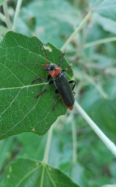 Cantharis fusca - közönséges lágybogár