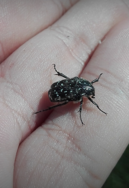 Oxythyrea funesta - sokpettyes virágbogár