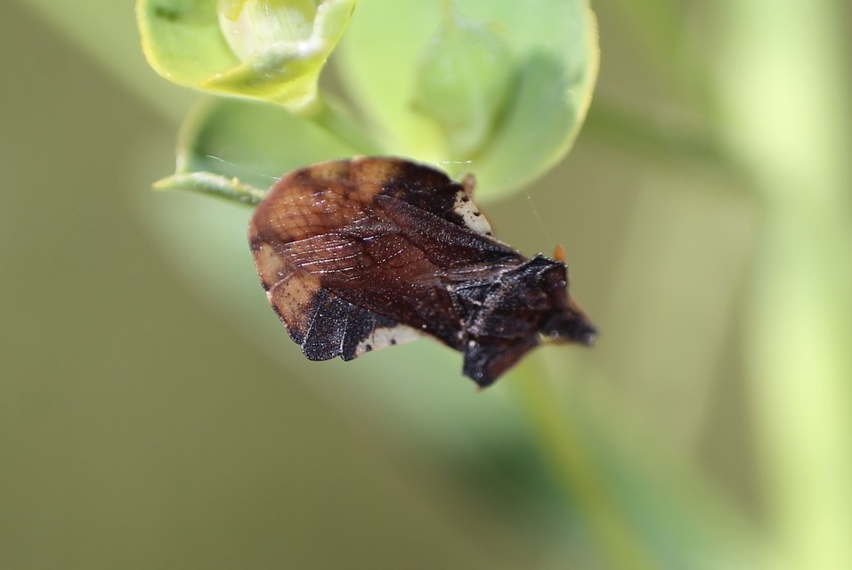 Phymata crassipes - fogólábú poloska