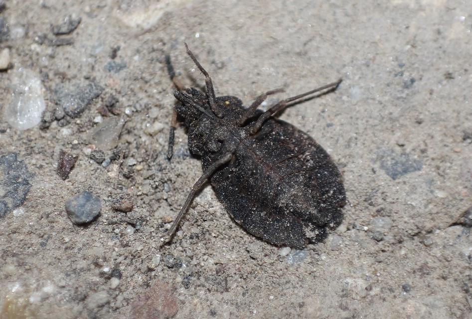 Aradus distinctus