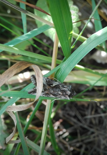 Autographa gamma - gammalepke