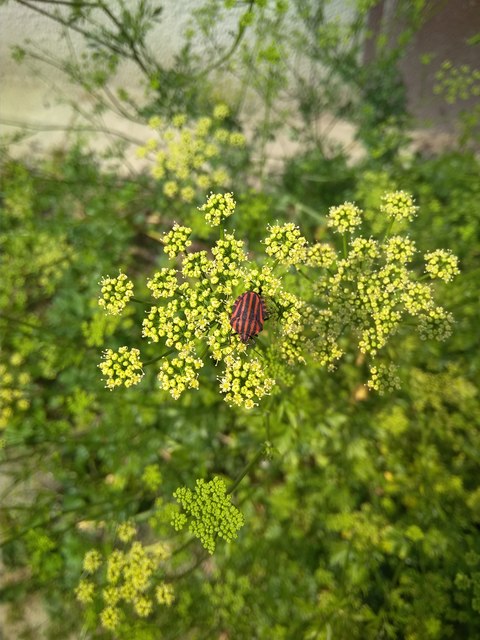 Graphosoma italicum - csíkos pajzsospoloska