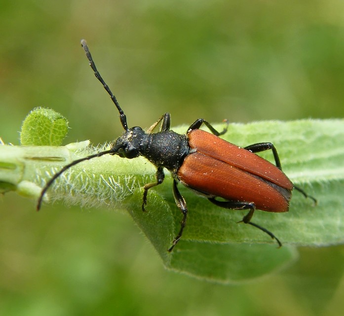 Anastrangalia sanguinolenta - kétszínű virágcincér