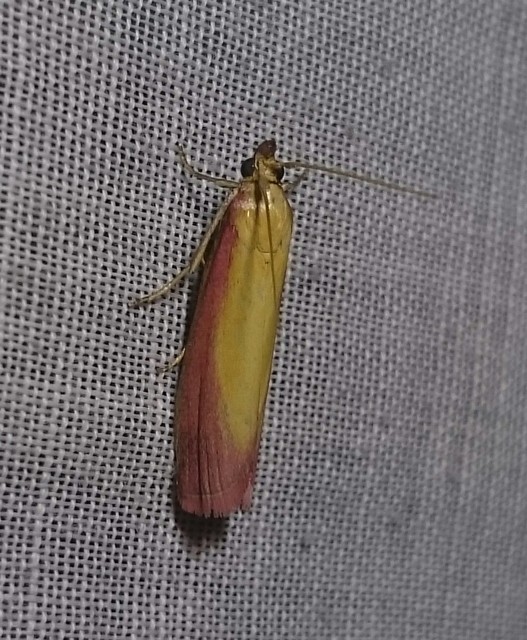 Oncocera semirubella - lucernamoly