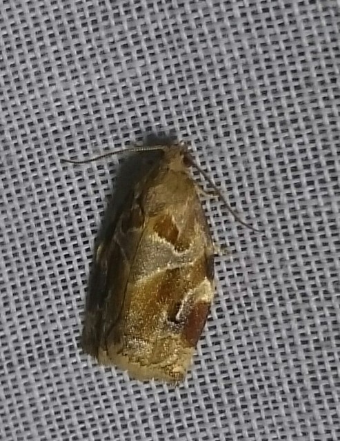 Archips xylosteana - kökényszövő sodrómoly