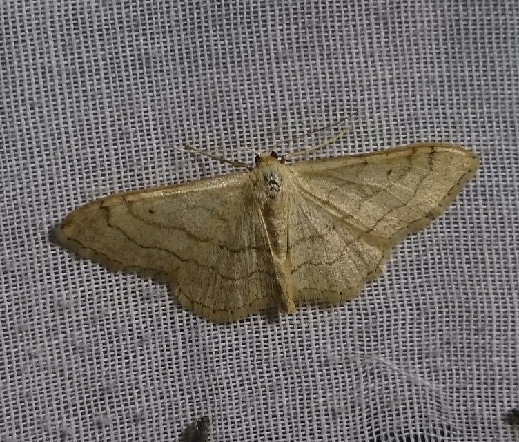 Idaea aversata - nagy sávosaraszoló