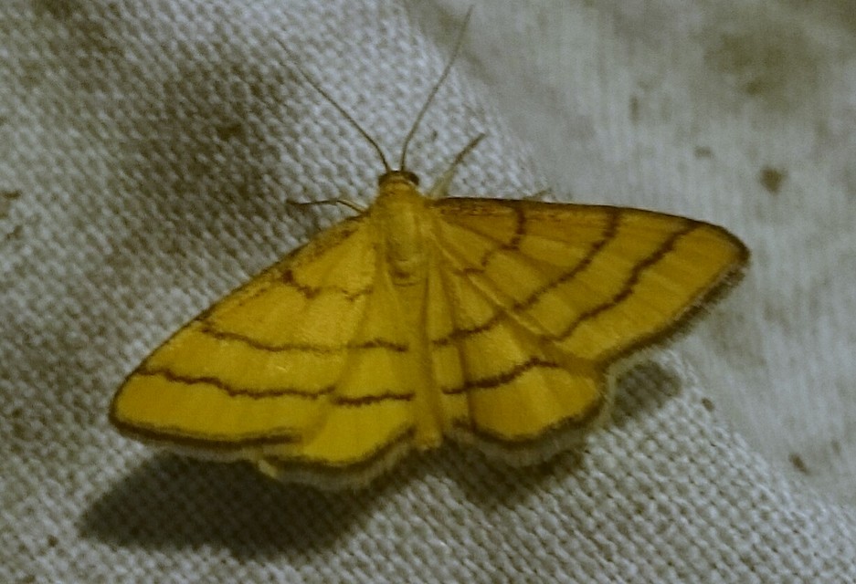 Idaea aureolaria - aranyos sávosaraszoló