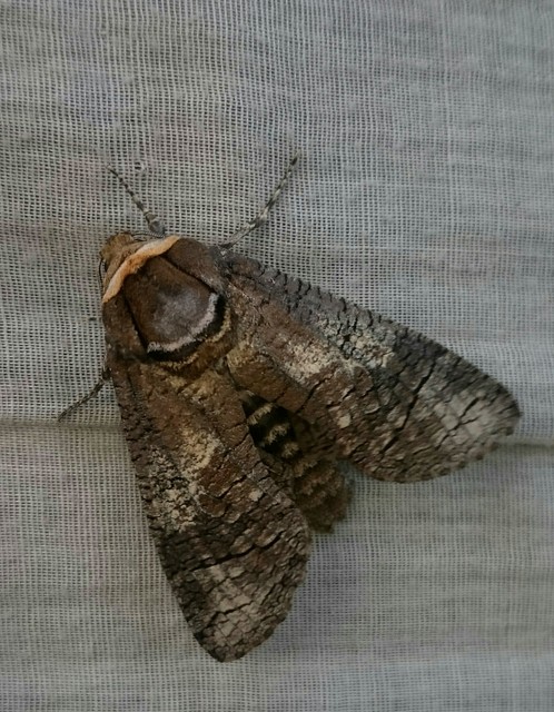 Cossus cossus - fűzfarontólepke