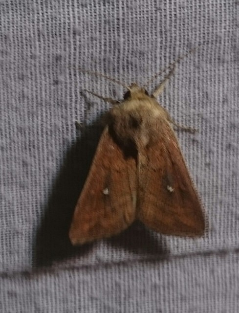 Mythimna albipuncta - fehérpettyes rétibagoly