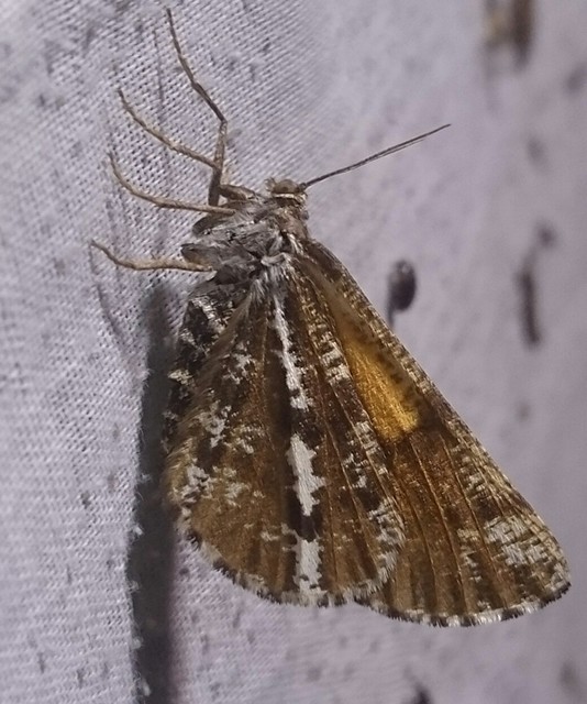 Bupalus piniaria - fenyőaraszoló