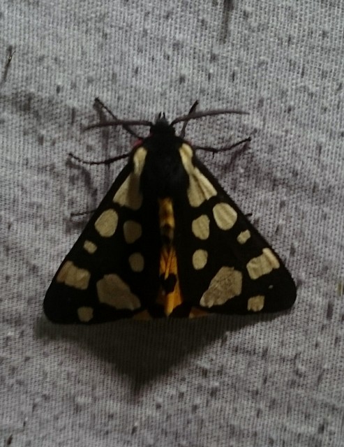 Arctia villica - fekete medvelepke