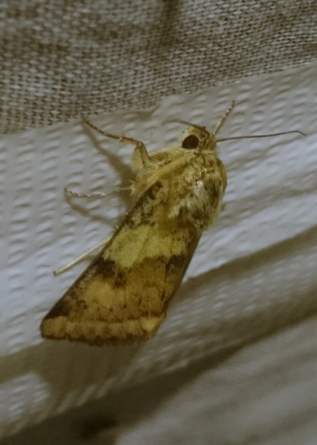 Heliothis adaucta - somkóróbagoly