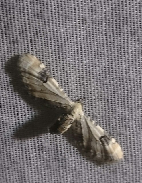Eupithecia centaureata - búzavirág-törpearaszoló