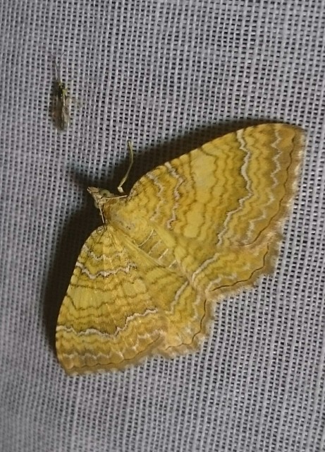 Camptogramma bilineata - kétvonalas sávosaraszoló