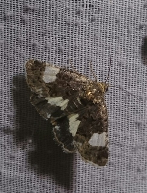 Tyta luctuosa - fekete nappalibagoly