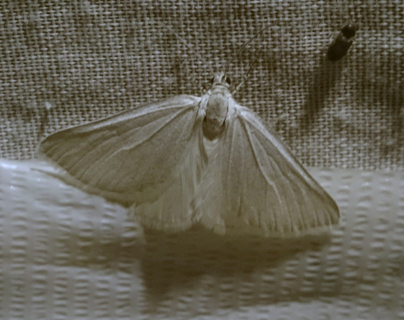 Lithostege griseata - szürke araszoló