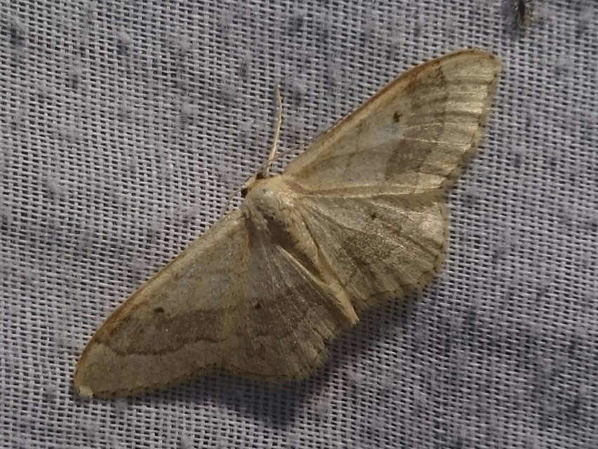 Idaea aversata - nagy sávosaraszoló