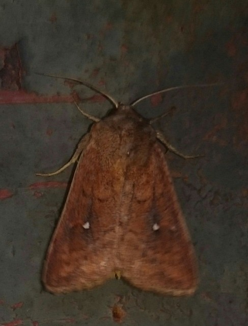 Mythimna albipuncta - fehérpettyes rétibagoly