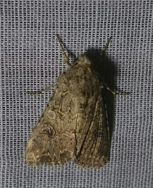 Hadula trifolii - lóherebagoly