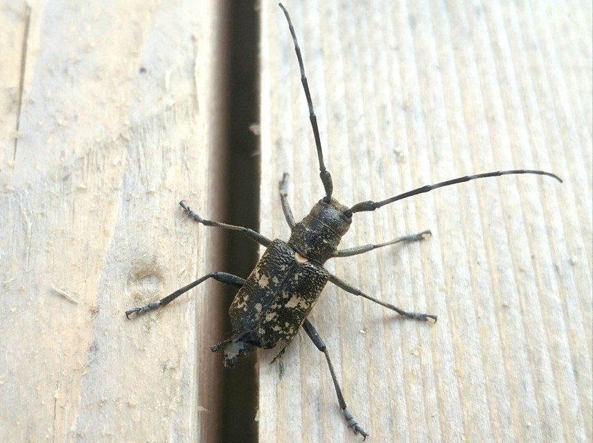 Monochamus sartor - nagy fenyvescincér